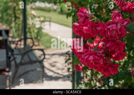 Roseraie du château d'Esterhazy dans la ville de Ferton, dans la campagne ouest de la Hongrie, Europe. Banque D'Images