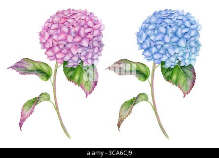 Ensemble de fleurs d'hortensia aquarelle. Peint à la main rose et bleu Hortensia illustration botanique avec des feuilles et des tiges isolées sur fond blanc Banque D'Images