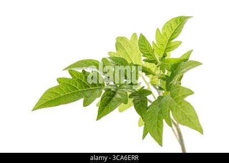 Jeune plant de tomate isolé sur un fond blanc. Gros plan avec mise au point sélective Banque D'Images