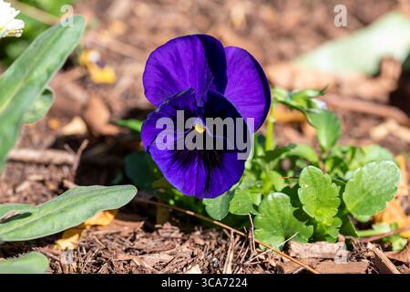 10 juin 2023, Sydney, Nouvelle-Galles du Sud, Australie : Pansy Matrix Blue Blotch flower au Royal Botanic Garden à Sydney, Nouvelle-Galles du Sud, Australie. Matrix Blue Blotch offre des fleurs bleu foncé avec une tache plus foncée sur des tiges fortes et courtes. (Crédit image : © Tara Malhotra/ZUMA Press Wire) Banque D'Images