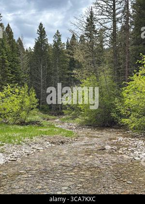 Un ruisseau de montagne limpide serpente à travers une forêt verdoyante de conifères et de feuillage printanier, créant une scène naturelle tranquille avec un ruisseau rocheux Banque D'Images