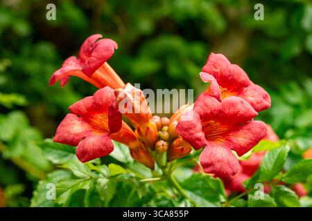 Terific Campsis x Tagliabuana 'Madame Galen'. Naturel gros plan portrait de plante fleurie fleuri avec un peu de feuillage. soulagés, intrigants, absorbants, audacieux Banque D'Images