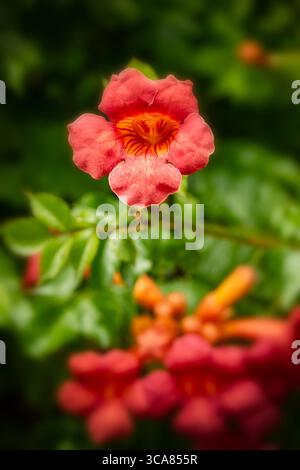 Terific Campsis x Tagliabuana 'Madame Galen'. Naturel gros plan portrait de plante fleurie fleuri avec un peu de feuillage. soulagés, intrigants, absorbants, audacieux Banque D'Images