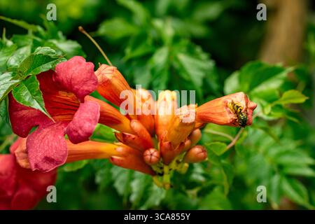 Terific Campsis x Tagliabuana 'Madame Galen'. Naturel gros plan portrait de plante fleurie fleuri avec un peu de feuillage. soulagés, intrigants, absorbants, audacieux Banque D'Images