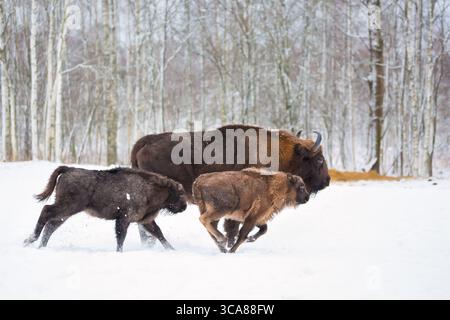 Grands bisons bruns Wise courant dans la forêt d'hiver avec de la neige. Troupeau d'aurochs européens Bison, Bison Bonasus. Habitat naturel. Mise au point sélective. Banque D'Images
