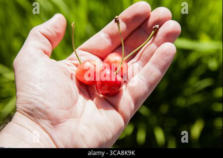 gros plan d'une main tenant délicatement un petit groupe de cerises fraîches et mûres, soulignant leur couleur vibrante et leur beauté naturelle sous le soleil d'été Banque D'Images