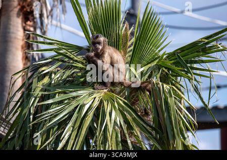 28 août 2022, Sydney, Nouvelle-Galles du Sud, Australie : Capucin tufté (Cebus apella) au zoo de Sydney, Sydney, Nouvelle-Galles du Sud, Australie. Le capucin touffeté, également connu sous le nom de capucin brun, capucin à coiffe noire, ou singe pin est un primate du Nouveau monde originaire d'Amérique du Sud et des îles des Caraïbes de Trinidad et Margarita. Les capucins touffetés ont une queue préhensile qui agit comme un cinquième membre lorsque le capucin voyage à travers les arbres. Il y a deux â€˜hornsâ€™ tuftés au-dessus des yeux qui leur donne leur autre nom, Capucin tufté. Le Capucin touffeté est omnivore et mange des noix, des fruits, des insectes, des grenouilles Banque D'Images