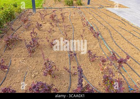 Tuyaux en PVC système d'irrigation automatisé arrosant lit de fleurs dans le jardin du parc de la ville Banque D'Images