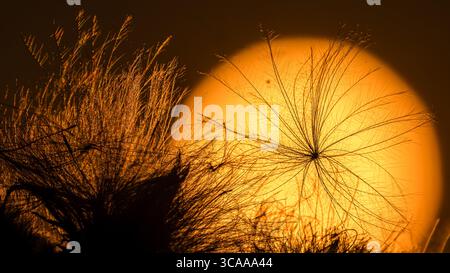 Schorbus, Allemagne. 06 août 2025. Le fruit d'un chardon des champs (Cirsium arvense) se dresse devant le soleil couchant. Crédit : Frank Hammerschmidt/dpa/Alamy Live News Banque D'Images