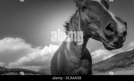 Une image en noir et blanc présente un cheval au premier plan, avec un paysage de nuages et de collines au loin. Banque D'Images