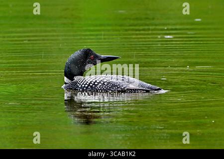 Un plongeon jaune adulte, 'Gavia immer', regardant en arrière en nageant dans un lac dans une région rurale de l'Alberta au Canada Banque D'Images