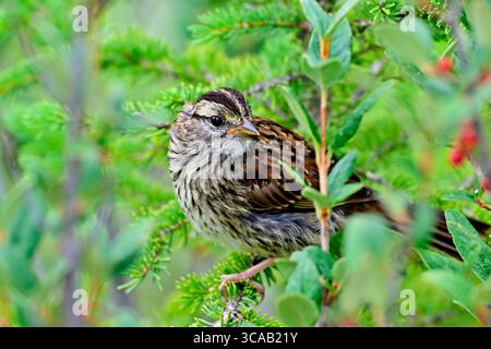 Un Moineau du chant adulte 'Melospiza melodia', qui se nourrit dans une végétation mixte dans un habitat faunique dans les régions rurales de l'Alberta au Canada. Banque D'Images