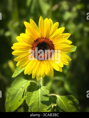 Beau tournesol unique en été Banque D'Images
