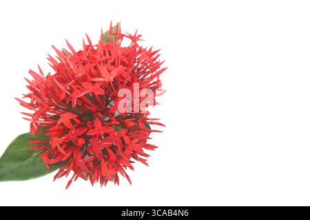 Fleur ixora rouge fraîche avec des feuilles vertes sur fond blanc, alignée à gauche pour l'espace texte. Fleur tropicale isolée dans l'éclairage de studio. Banque D'Images