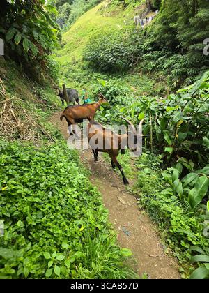 Chèvres marchant le long d'un sentier de randonnée verdoyant sur l'île de São Miguel, Açores, Portugal. Banque D'Images