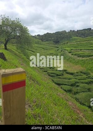 Sentier de randonnée de plantation de thé à travers les champs de Camellia sinensis sur l'île de São Miguel, Açores, Portugal. Banque D'Images