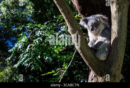29 mai 2022, Sydney, Nouvelle-Galles du Sud, Australie : Koala (Phascolarctos cinereus) dormant sur un arbre dans un parc animalier de Sydney, Nouvelle-Galles du Sud, Australie. Le koala, aussi appelé ours koala, est un marsupial herbivore arboricole originaire d'Australie. Pratiquement sans queue, le corps est robuste et gris, avec une poitrine jaune pâle ou crème et des taches sur la croupe. Le visage large a un nez large, arrondi et cuirassé, de petits yeux jaunes et de grandes oreilles moelleuses. Le koala se nourrit très sélectivement des feuilles de certains eucalyptus. (Crédit image : © Tara Malhotra/ZUMA Press Wire) Banque D'Images