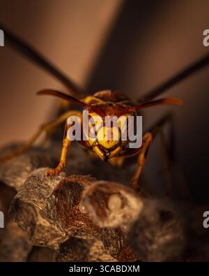 Photographie macro d'une guêpe perchée sur une fleur, mettant en valeur ses ailes détaillées, sa texture corporelle et ses couleurs vives. Idéal pour illustrer la pollinisation Banque D'Images