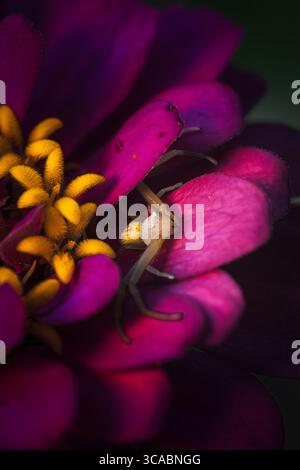 Photographie macro d'une araignée crabe camouflée sur une fleur, soulignant sa forme unique, ses couleurs et sa posture de chasse. Banque D'Images