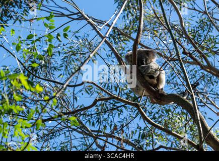 29 mai 2022, Sydney, Nouvelle-Galles du Sud, Australie : Koala (Phascolarctos cinereus) dormant sur un arbre dans un parc animalier de Sydney, Nouvelle-Galles du Sud, Australie. Le koala, aussi appelé ours koala, est un marsupial herbivore arboricole originaire d'Australie. Pratiquement sans queue, le corps est robuste et gris, avec une poitrine jaune pâle ou crème et des taches sur la croupe. Le visage large a un nez large, arrondi et cuirassé, de petits yeux jaunes et de grandes oreilles moelleuses. Le koala se nourrit très sélectivement des feuilles de certains eucalyptus. (Crédit image : © Tara Malhotra/ZUMA Press Wire) Banque D'Images