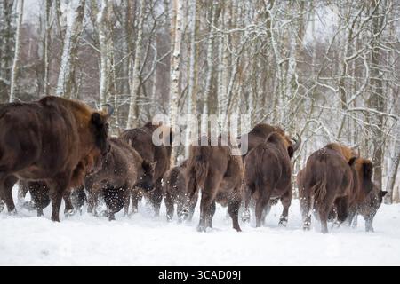 Grands bisons bruns Wise courant dans la forêt d'hiver avec de la neige. Troupeau d'aurochs européens Bison, Bison Bonasus. Habitat naturel. Mise au point sélective. Banque D'Images