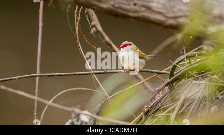 Un pinson solitaire à sourcils rouges est perché dans son habitat boisé épaisse, vérifiant que son lieu d'alimentation de l'après-midi est sûr. Banque D'Images