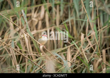 Un pinson solitaire à sourcils rouges est perché dans son habitat boisé épaisse, vérifiant que son lieu d'alimentation de l'après-midi est sûr. Banque D'Images