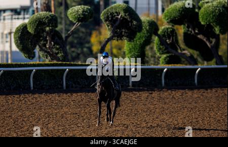 6 avril 2023, Arcadia, CA, États-Unis : héros Mandarin avec Kazushi Kimura à bord des œuvres de la porte de départ comme sa dernière préparation pour le Derby de Santa Anita à Santa Anita Park à Arcadia, Californie, le 06 avril 2023. Alex Evers/Eclipse Sportswire/CSM (crédit image : © Alex Evers/CSM via ZUMA Press Wire) Banque D'Images