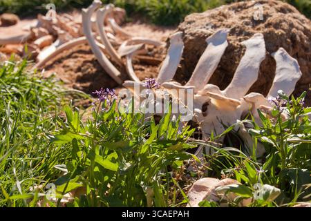 19 avril 2007, Moab, Utah, États-Unis : moutarde pourpre, Chorispora tenella, en fleurs par les os d'une vache près de Marlboro point près de Moab, Utah. (Crédit image : © Jon G. Fuller / Vwpics/VW pics via ZUMA Press Wire) Banque D'Images