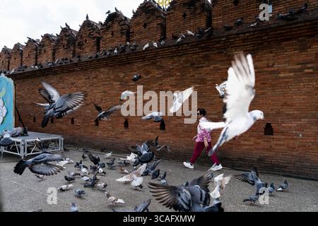 23 novembre 2023, Bangkok, Chiang mai, Thaïlande : Quelqu'un marche à travers un troupeau de pigeons à la porte de Ta PAE dans le centre-ville de Chiang mai, Thaïlande. La vie quotidienne à Chiang mai, Thaïlande alors que le gouvernement thaïlandais pousse à la croissance sur le marché du tourisme international, récemment promulguant des programmes d'entrée sans visa au Royaume pour les touristes internationaux de Russie, de Chine et d'Inde. (Crédit image : © Matt Hunt/ZUMA Press Wire) Banque D'Images