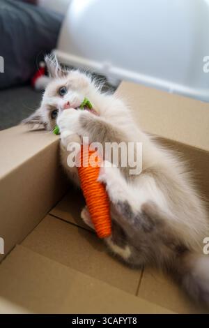 Fuji, le chaton ludique, repose dans une boîte en carton tenant une carotte jouet fermement avec ses pattes, la grignotant avec des yeux bleus vifs. Banque D'Images