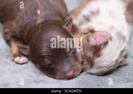 Deux chiots dorment sur une couverture Banque D'Images