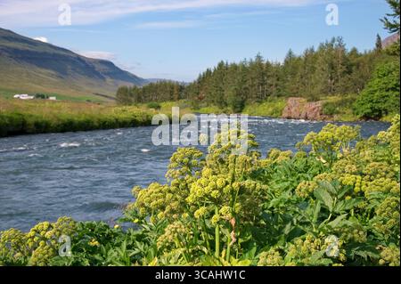 Vue panoramique sur la rivière qui coule à travers le paysage luxuriant en Islande Banque D'Images
