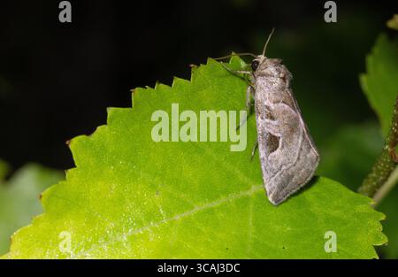 Eucarta Virgo Banque D'Images