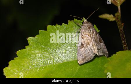 Eucarta Virgo Banque D'Images