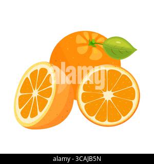 Ensemble coloré d'oranges entières, segment et tranche d'orange sur fond blanc. Saison des fruits tropicaux. Dessiné à la main. Illustration de Vecteur