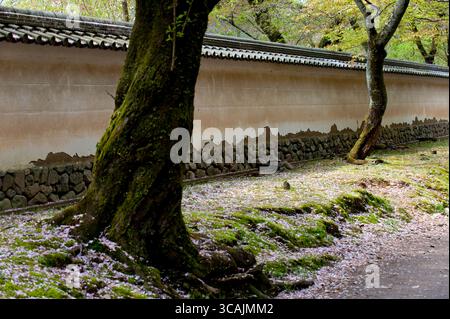 Les pédales en fleurs de cerisier tombées couvrent le sol près d'un mur de temple en terre historique pour une esthétique japonaise, un concept ou une image abstraite du Japon. Kyoto. Banque D'Images