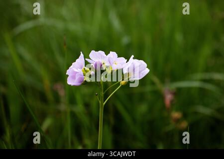 Fleur rose Cardamine pratensis la fleur de coucou ou la blouse de dame sur un fond d'herbe verte Banque D'Images