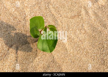 Ipomoea pes-caprae, également connu sous le nom de bayhops, Bay-houblons, gloire matinale de plage ou pied de chèvre seul sur la plage de sable. Banque D'Images