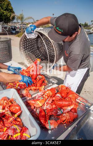 6 août 2017, Newport Beach, Californie : un chef sert des homards frais cuits dans une casserole chaude lors d'un dîner extérieur ''Lobsterfest'' à Newport Beach, CA. (Crédit image : © Spencer Grant/ZUMA Press Wire) Banque D'Images