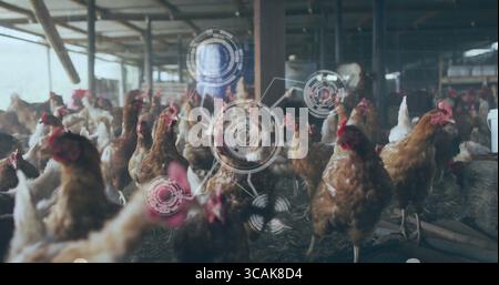 Picorer les poules brunes se nourrissant sur un sol en terre battue recouvert de paille à l'intérieur de l'étable à volailles, avec superpositions de données HUD Banque D'Images