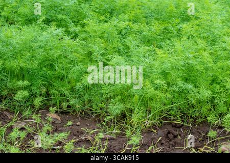 Aneth frais Anethum graveolens poussant sur le lit de légumes. Herbe annuelle Banque D'Images