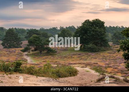 Paysage pittoresque avec des collines ondoyantes et une flore vibrante pendant le coucher du soleil dans un cadre naturel paisible Banque D'Images