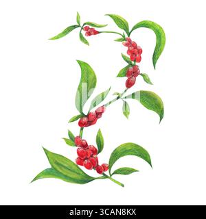 Cerises de café rouges mûres et feuilles vertes sur la branche. Plante arabica éthiopienne. Illustration isolée à l'aquarelle. Pour livre de cuisine, menu restaurant, Rec Banque D'Images