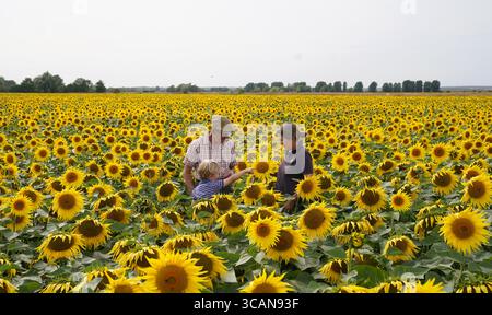 Nicholas Watts avec sa fille Lucy et son petit-fils Ralph, 6 ans, parmi leur récolte de tournesols à Vine House Farm à Deeping St Nicholas dans le Lincolnshire, qui ont fleuri au début de cette année en raison du temps sec récent et des températures élevées. Vine House Farm cultive environ 1,5 millions de tournesols chaque année dans sa ferme primée pour la conservation, qui soutient le British Trust for Ornithology ainsi qu'un certain nombre de fiducies individuelles pour la faune. Les tournesols, qui remplissent 100 acres, l’équivalent de 50 terrains de football, seront récoltés et les graines utilisées pour fabriquer leur propre nourriture pour oiseaux sauvages. Banque D'Images
