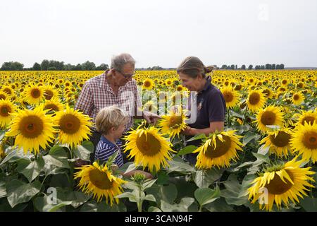 Nicholas Watts avec sa fille Lucy et son petit-fils Ralph, 6 ans, parmi leur récolte de tournesols à Vine House Farm à Deeping St Nicholas dans le Lincolnshire, qui ont fleuri au début de cette année en raison du temps sec récent et des températures élevées. Vine House Farm cultive environ 1,5 millions de tournesols chaque année dans sa ferme primée pour la conservation, qui soutient le British Trust for Ornithology ainsi qu'un certain nombre de fiducies individuelles pour la faune. Les tournesols, qui remplissent 100 acres, l’équivalent de 50 terrains de football, seront récoltés et les graines utilisées pour fabriquer leur propre nourriture pour oiseaux sauvages. Banque D'Images