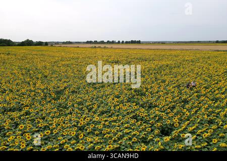 Nicholas Watts avec sa fille Lucy et son petit-fils Ralph, 6 ans, parmi leur récolte de tournesols à Vine House Farm à Deeping St Nicholas dans le Lincolnshire, qui ont fleuri au début de cette année en raison du temps sec récent et des températures élevées. Vine House Farm cultive environ 1,5 millions de tournesols chaque année dans sa ferme primée pour la conservation, qui soutient le British Trust for Ornithology ainsi qu'un certain nombre de fiducies individuelles pour la faune. Les tournesols, qui remplissent 100 acres, l’équivalent de 50 terrains de football, seront récoltés et les graines utilisées pour fabriquer leur propre nourriture pour oiseaux sauvages. Banque D'Images