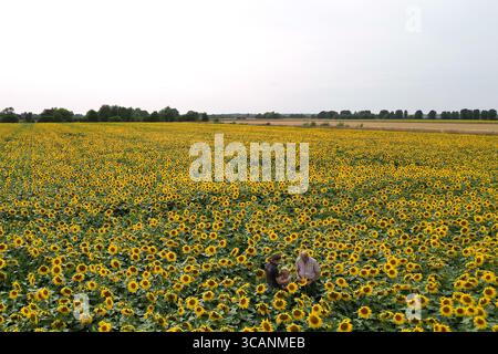 Nicholas Watts avec sa fille Lucy et son petit-fils Ralph, 6 ans, parmi leur récolte de tournesols à Vine House Farm à Deeping St Nicholas dans le Lincolnshire, qui ont fleuri au début de cette année en raison du temps sec récent et des températures élevées. Vine House Farm cultive environ 1,5 millions de tournesols chaque année dans sa ferme primée pour la conservation, qui soutient le British Trust for Ornithology ainsi qu'un certain nombre de fiducies individuelles pour la faune. Les tournesols, qui remplissent 100 acres, l’équivalent de 50 terrains de football, seront récoltés et les graines utilisées pour fabriquer leur propre nourriture pour oiseaux sauvages. Banque D'Images