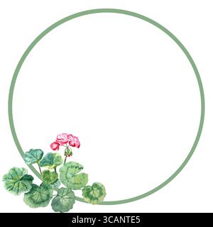 La plante géranium avec des fleurs rose vif et des feuilles arrondies vertes décore le cadre circulaire vert sur un fond blanc. Aquarelle peint à la main art Banque D'Images