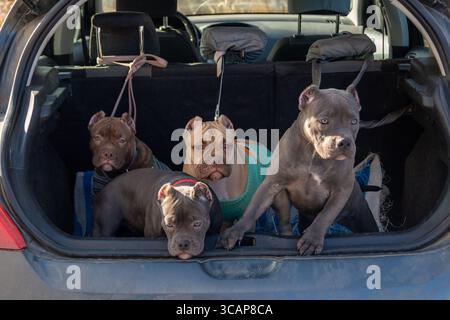 Quatre chiots Bully américains dans le coffre d'une voiture. Transport de chiens domestiques. Voyage en famille avec animaux de compagnie. Prêt à voyager. Banque D'Images